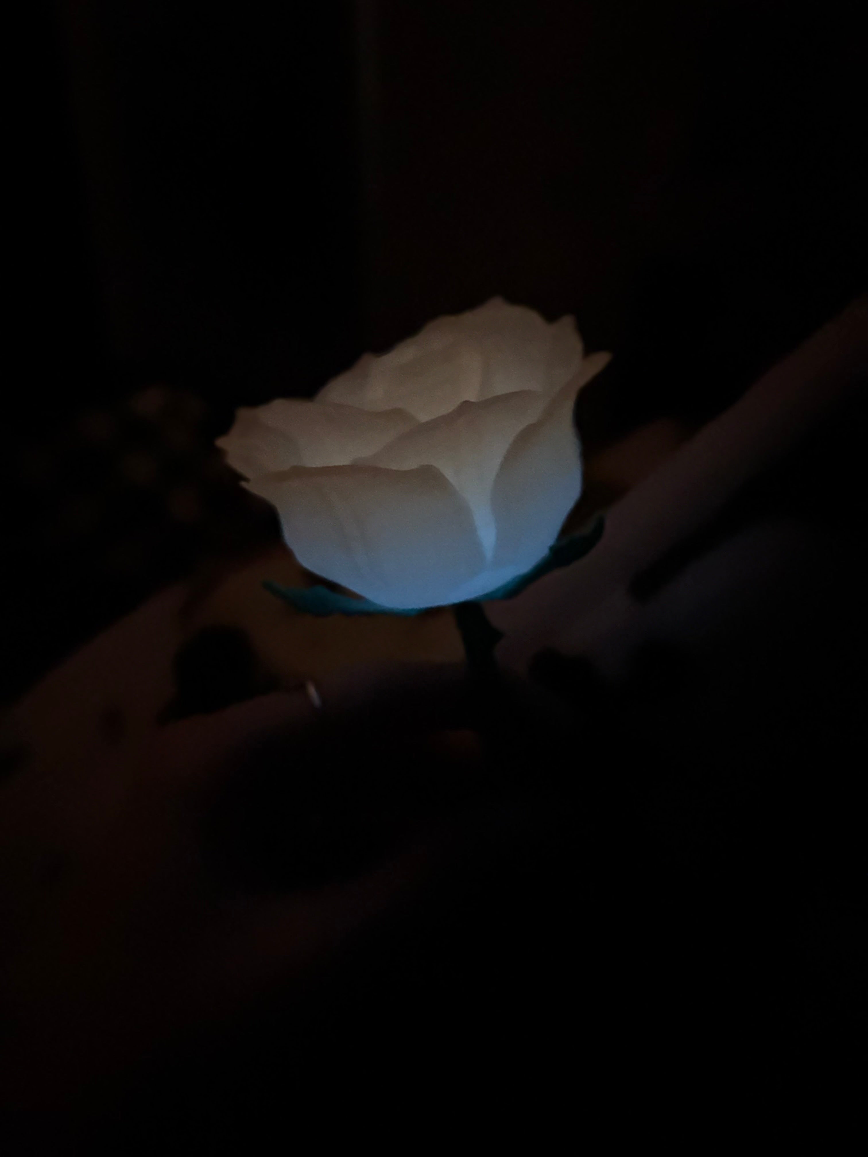 Everlasting Rose (1)